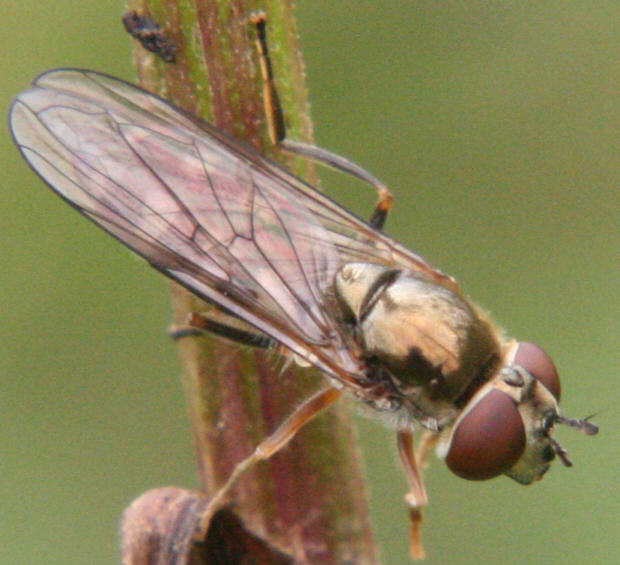 Platycheirus peltatus