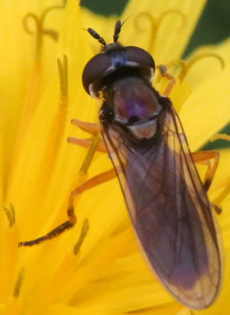 Platycheirus granditarsus