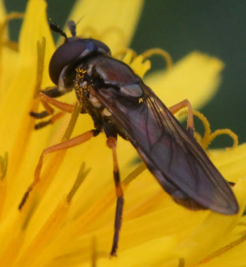 Platycheirus granditarsus