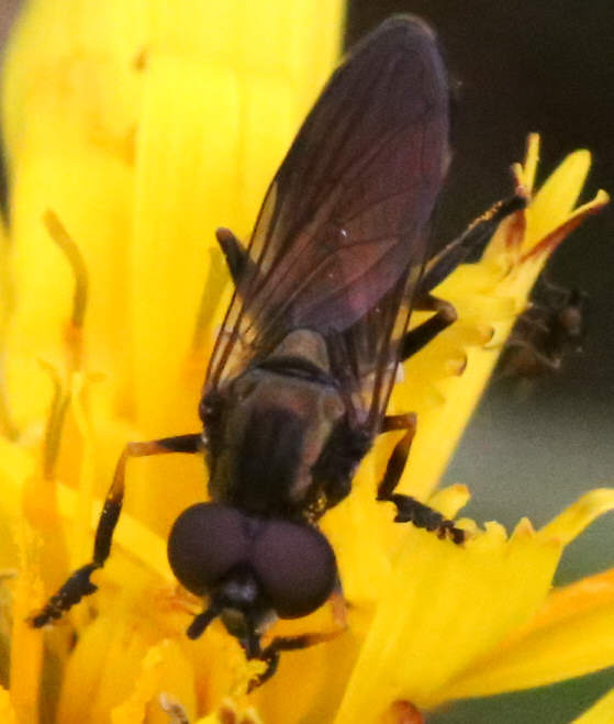Platycheirus granditarsus