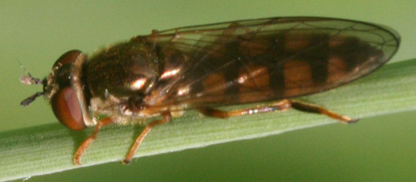 Platycheirus cf. clypeatus