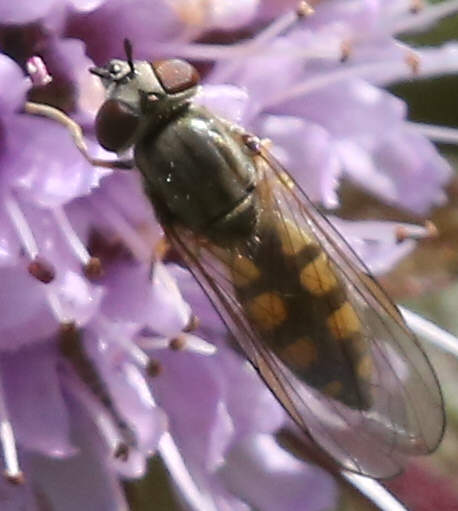 Platycheirus manicatus
