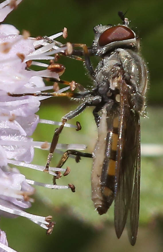 Platycheirus manicatus