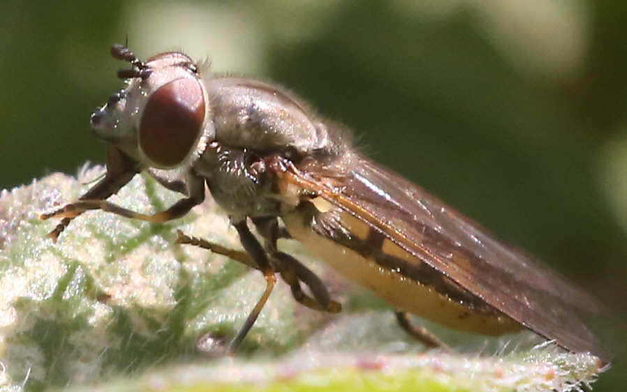 Platycheirus manicatus
