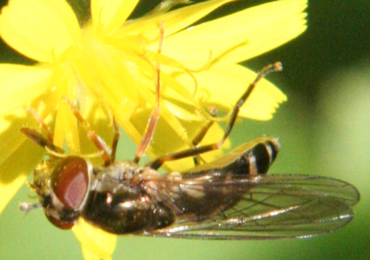 Platycheirus peltatus