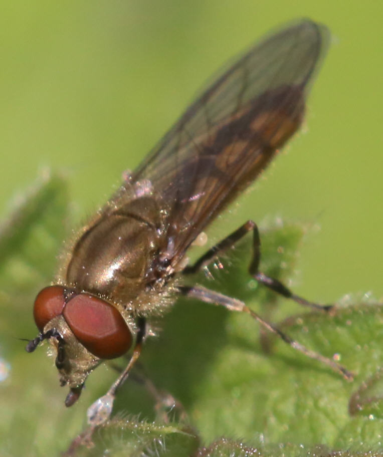 Platycheirus manicatus