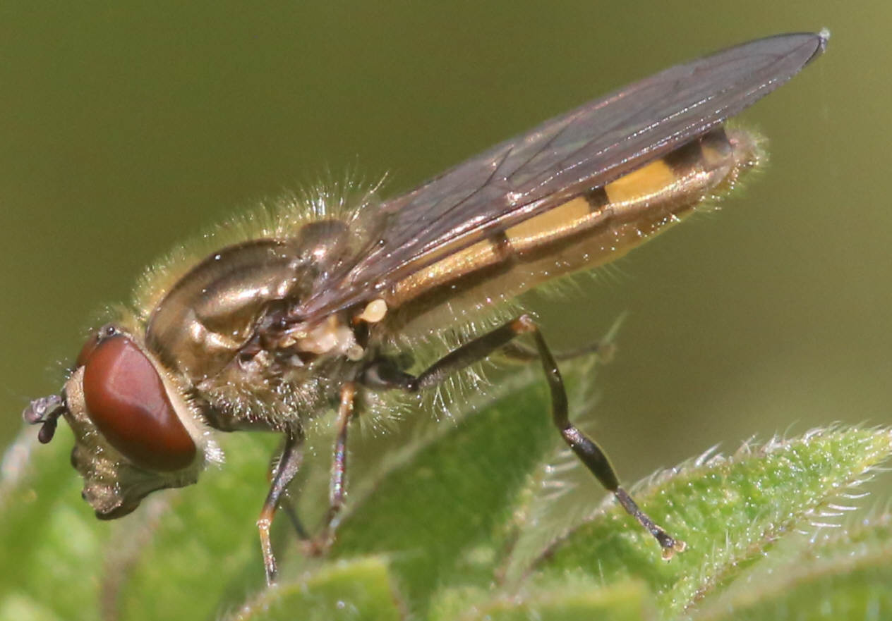 Platycheirus manicatus