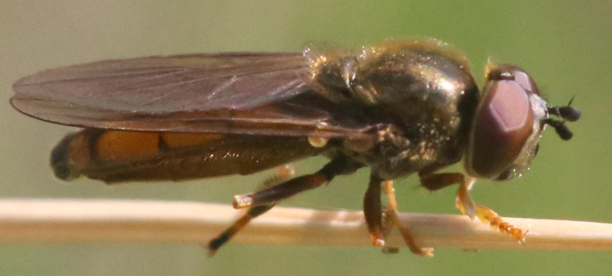 Platycheirus immarginatus
