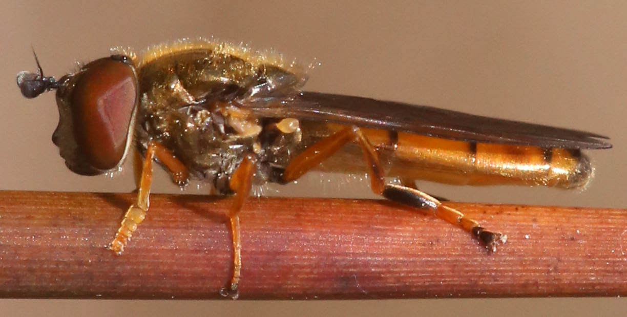 Platycheirus immarginatus
