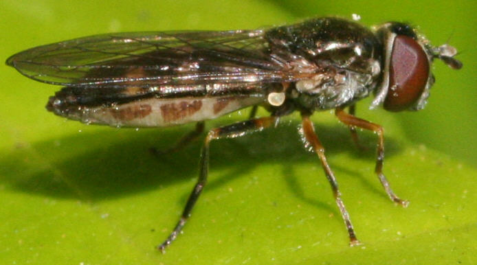 Platycheirus peltatus