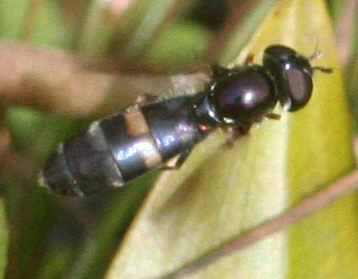 Platycheirus rosarum