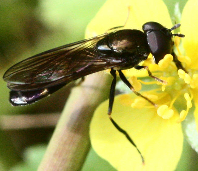 Platycheirus rosarum
