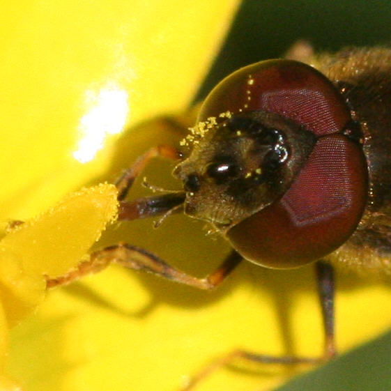 Platycheirus albimanus