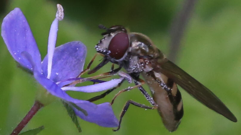 Platycheirus tarsalis