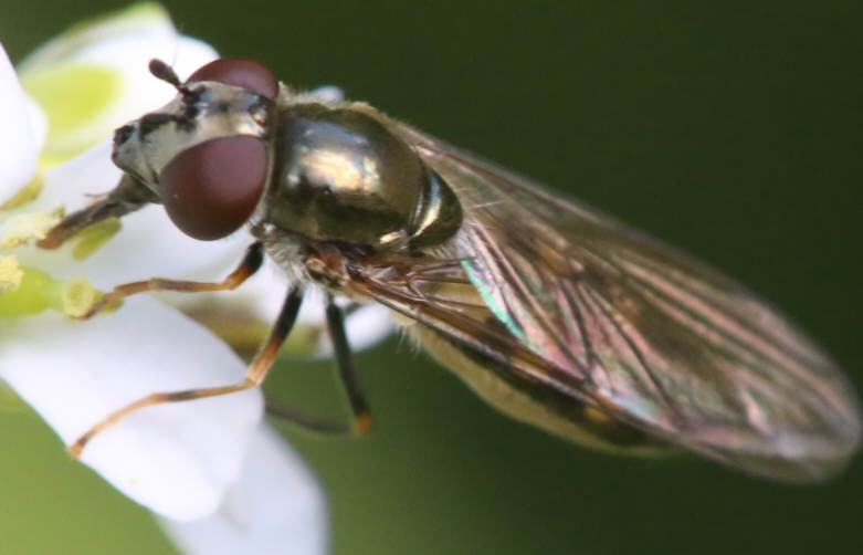 Platycheirus tarsalis