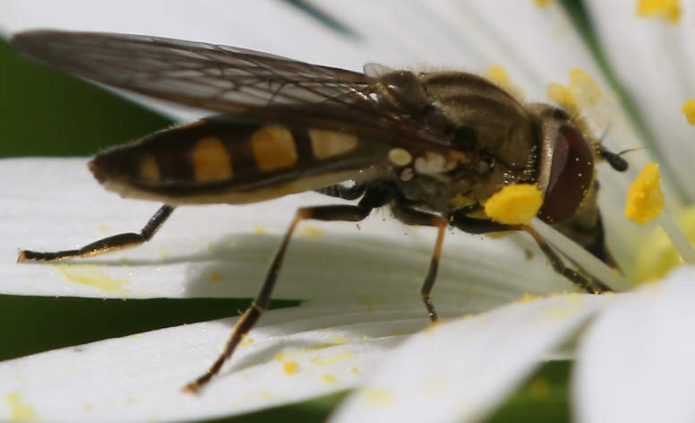 Platycheirus manicatus