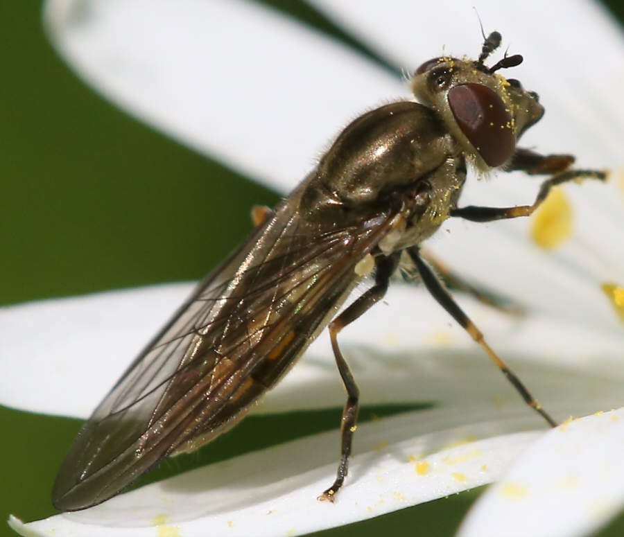 Platycheirus manicatus