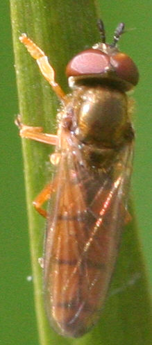 Platycheirus fulviventris
