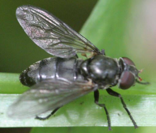 Portevinia maculata