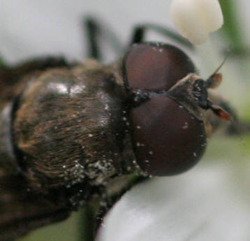 Portevinia maculata