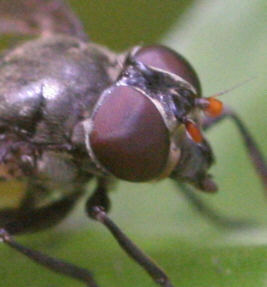 Portevinia maculata