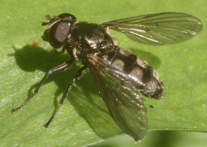 Portevinia maculata