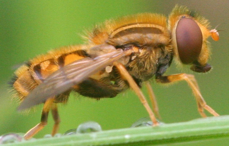 Parhelophilus frutetorum