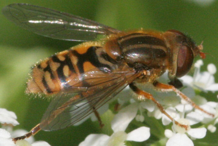 Parhelophilus versicolor