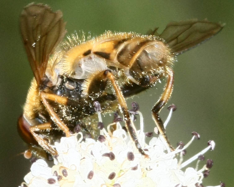 Parhelophilus versicolor