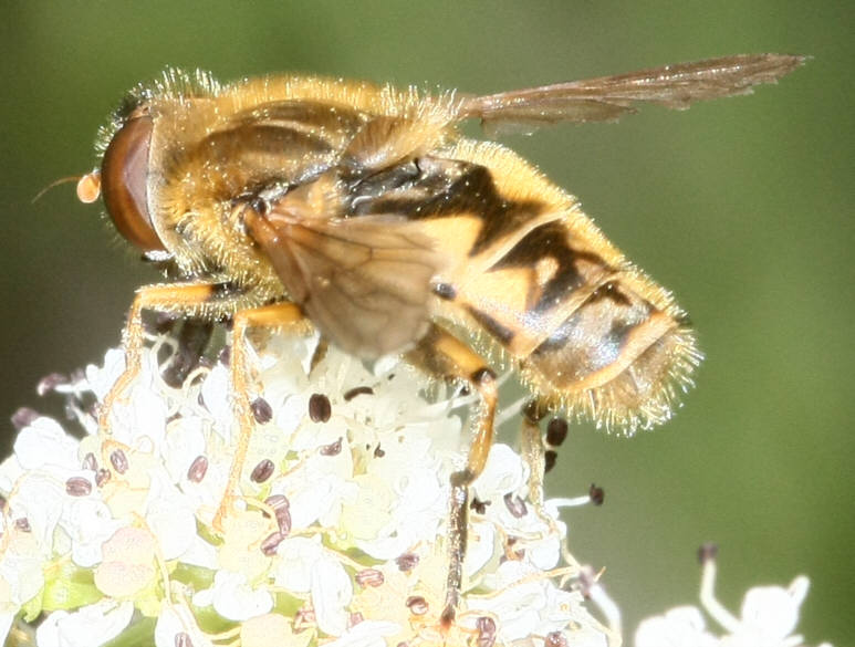 Parhelophilus versicolor