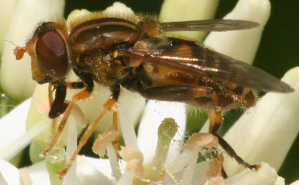 Parhelophilus versicolor