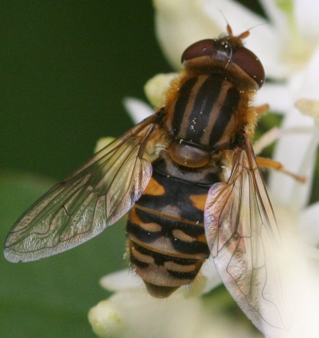 Parhelophilus versicolor
