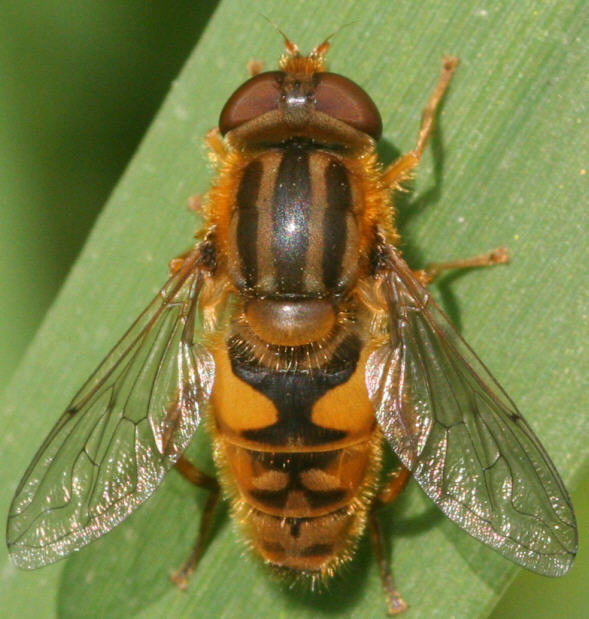 Parhelophilus versicolor