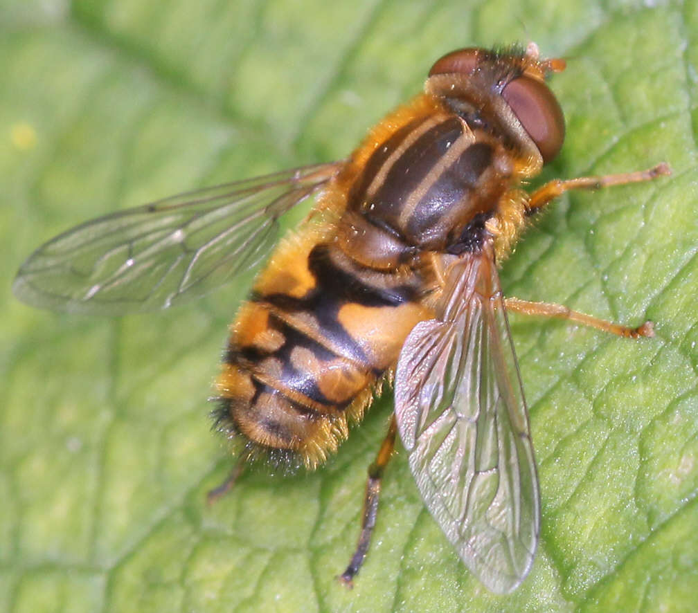 Parhelophilus frutetorum
