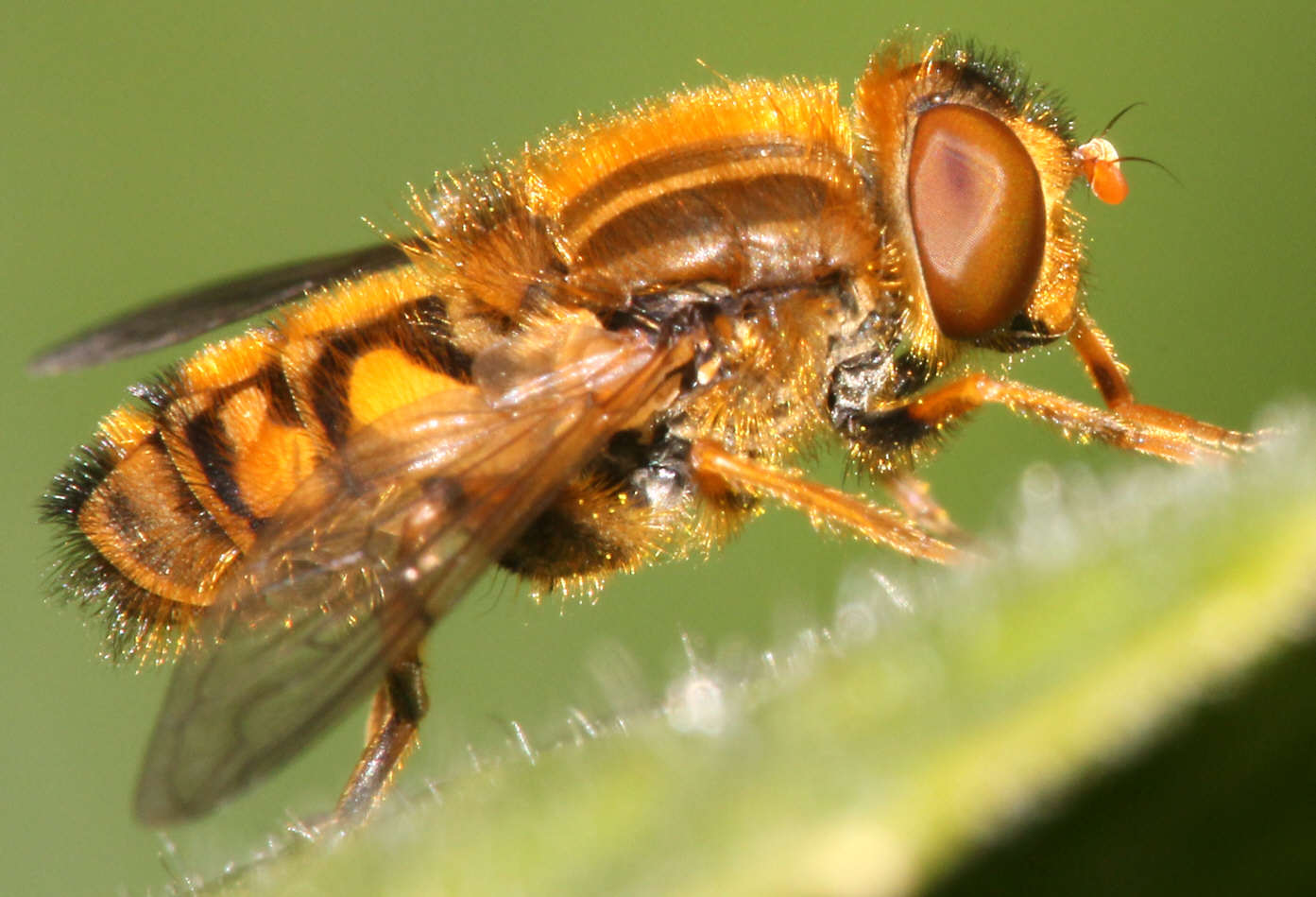 Parhelophilus frutetorum