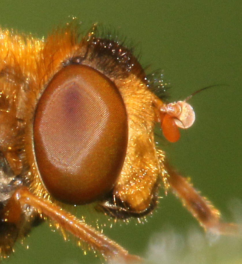 Parhelophilus frutetorum