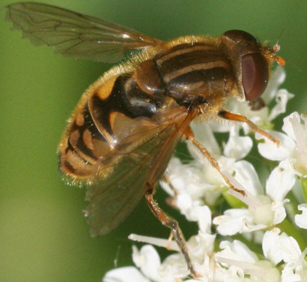 Parhelophilus versicolor