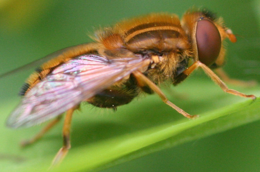 Parhelophilus frutetorum