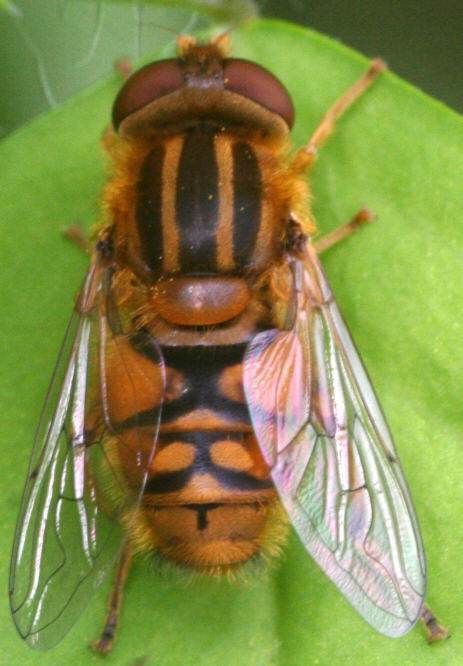 Parhelophilus frutetorum