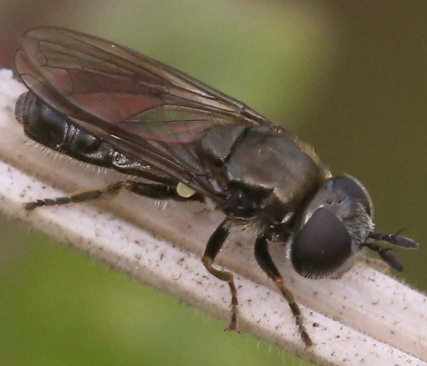 Pipizella viduata
