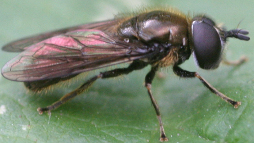 Pipizella virens