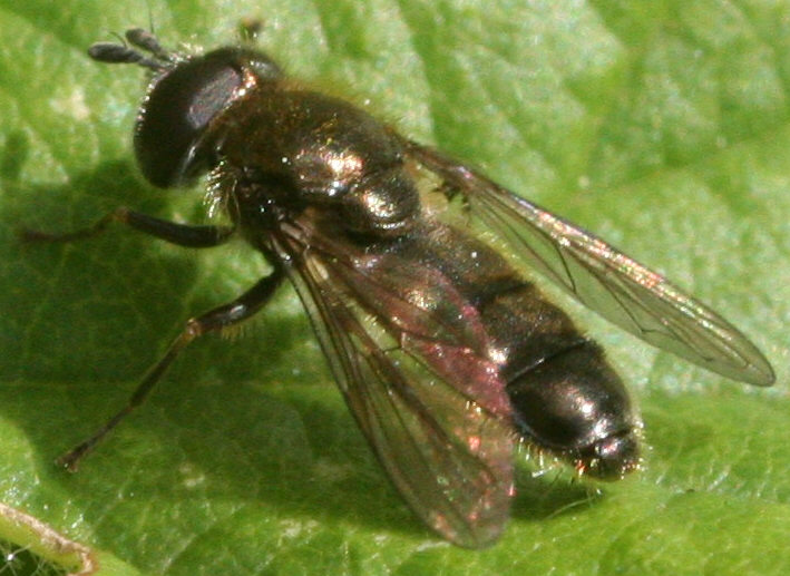 Pipizella viduata