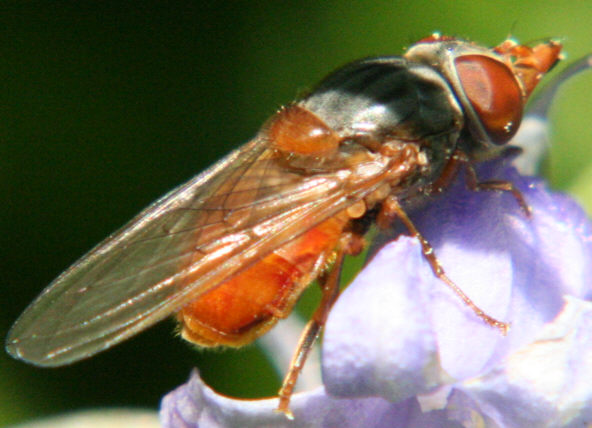 Rhingia rostrata