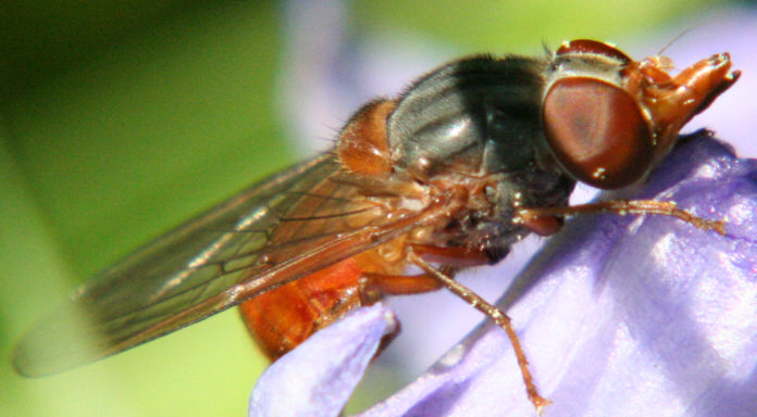Rhingia rostrata