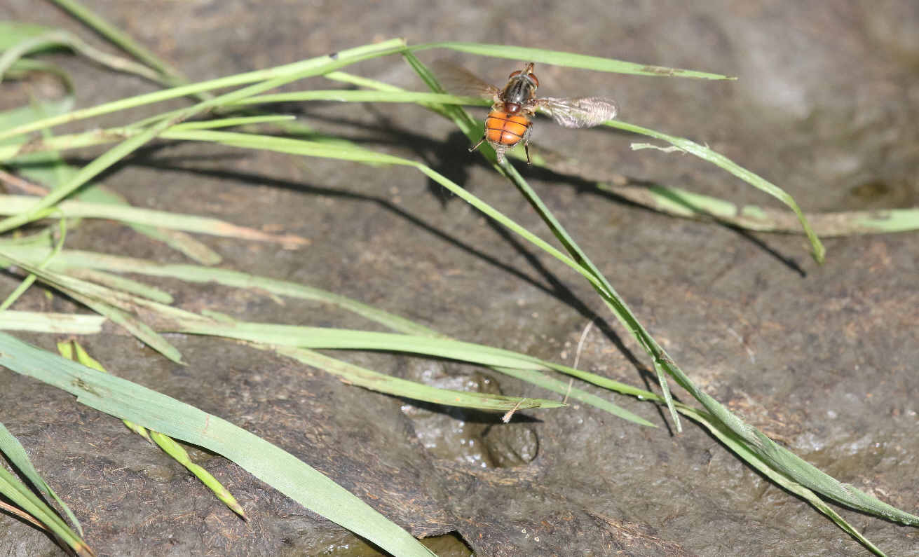 Rhingia campestris