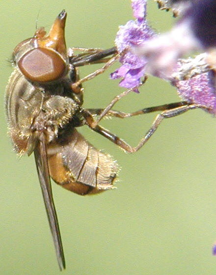 Rhingia campestris