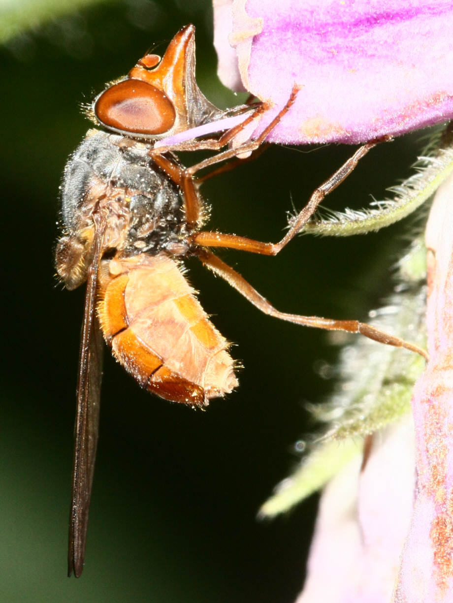Rhingia rostrata