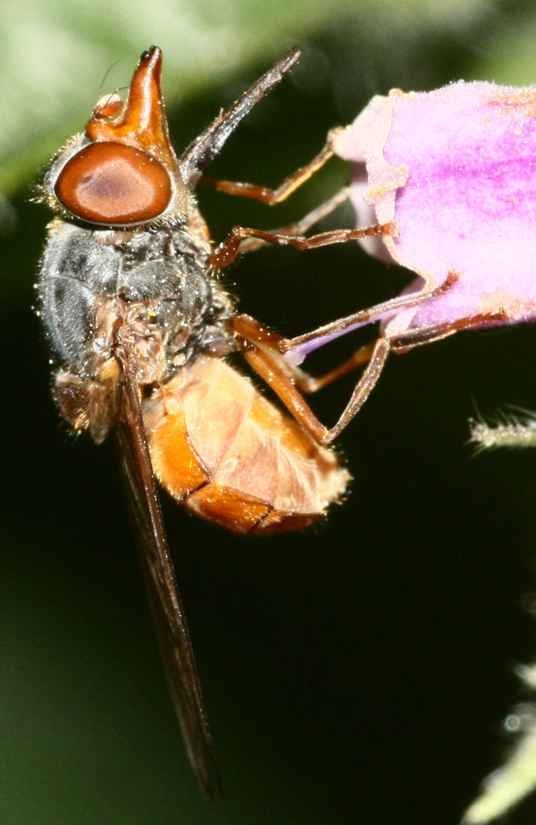 Rhingia rostrata