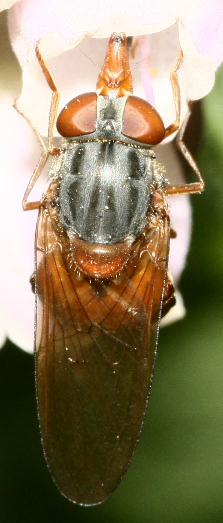 Rhingia rostrata