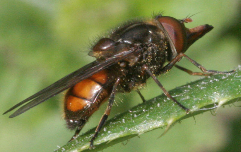 Rhingia campestris